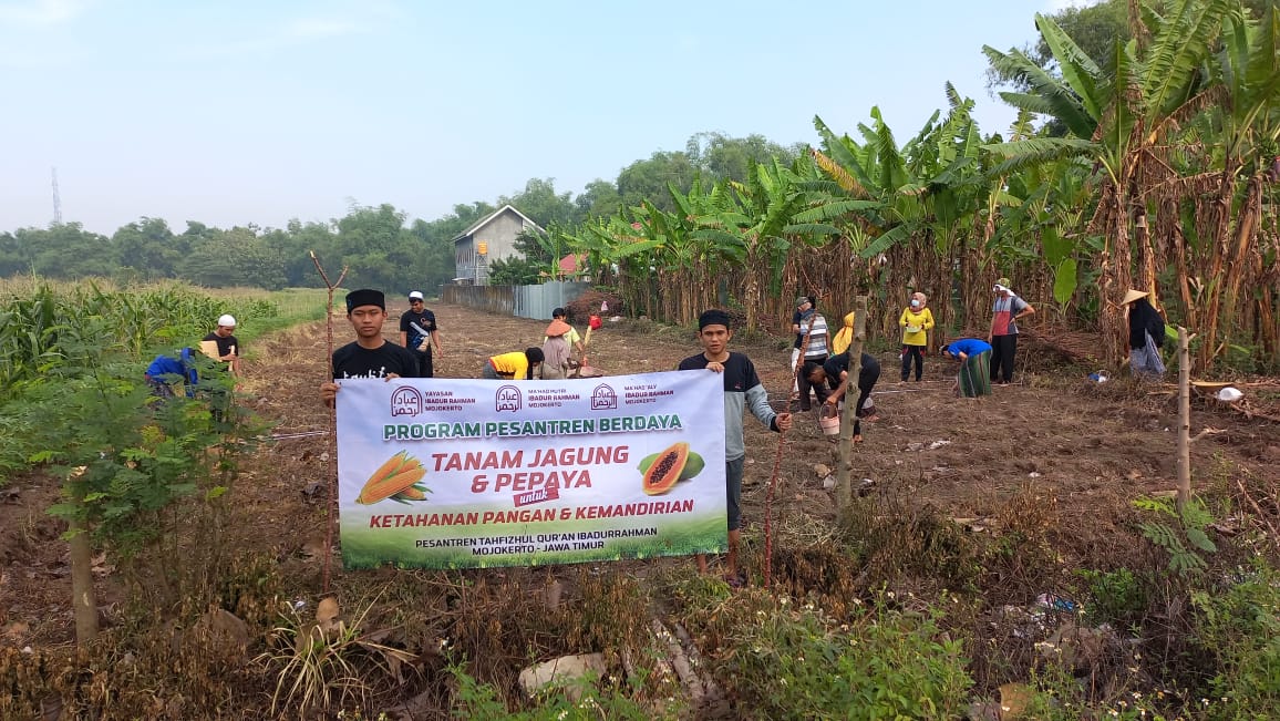 Untuk Ketahanan Pangan dan Kemandirian, Santri Ibadurrahman Mojokerto Tanam Bibit Jagung dan Pepaya